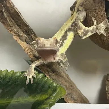 Profile image of 앵두