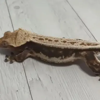 Profile image of 크랭