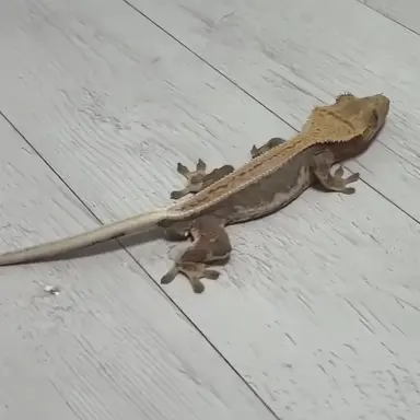 Profile image of 베리