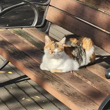 Profile image of 오뉴