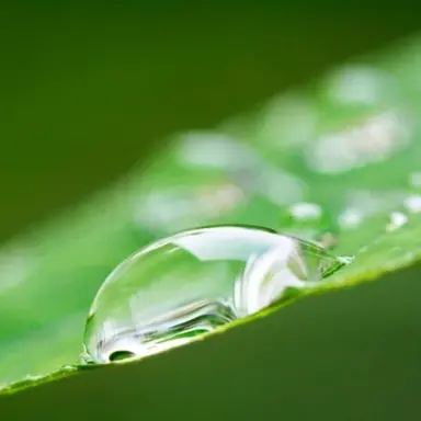 Profile image of Green Bam