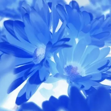 Profile image of Blue Bam