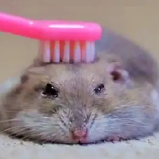 Profile image of ミント