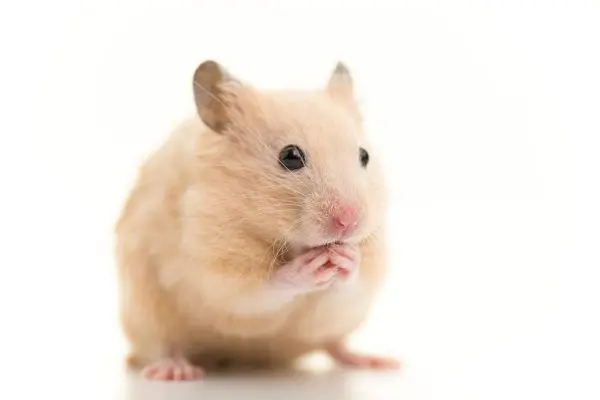 Profile image of もろ