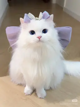 Profile image of リノ