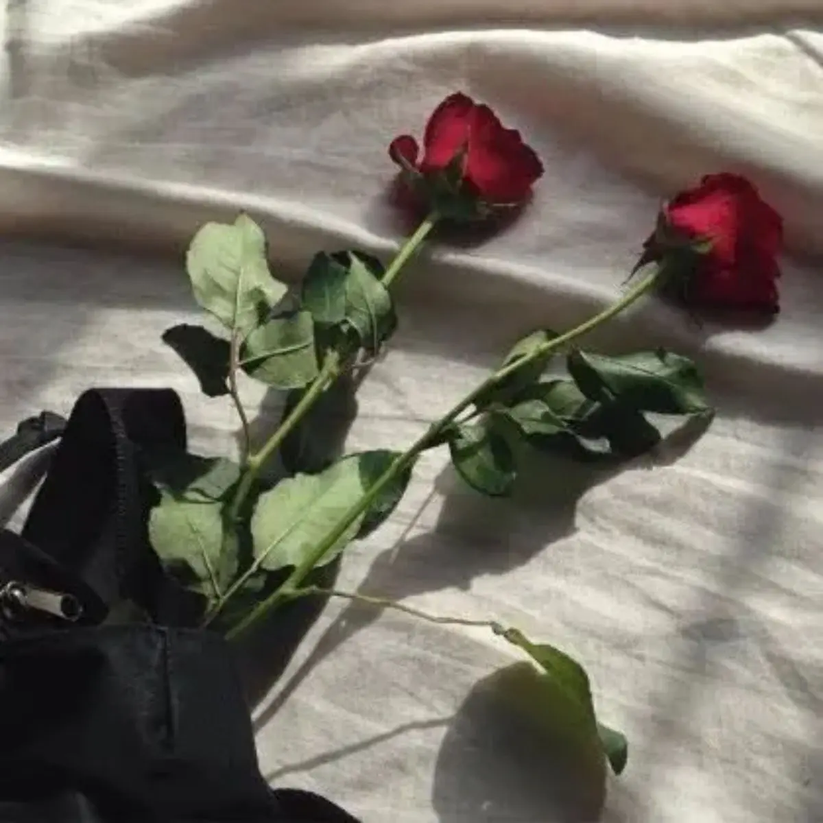 SEOP018의 대저택일본온천여행 (여우 늑대 포함)