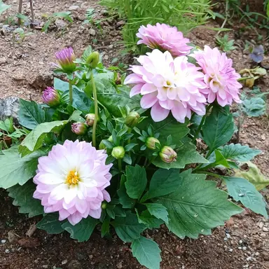 Profile image of 종려