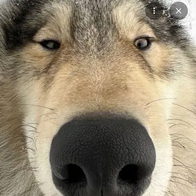 Profile image of 늑대