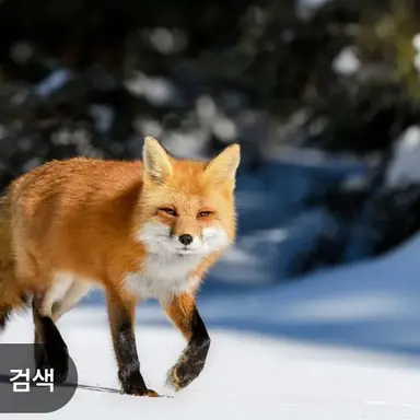 Profile image of 여우