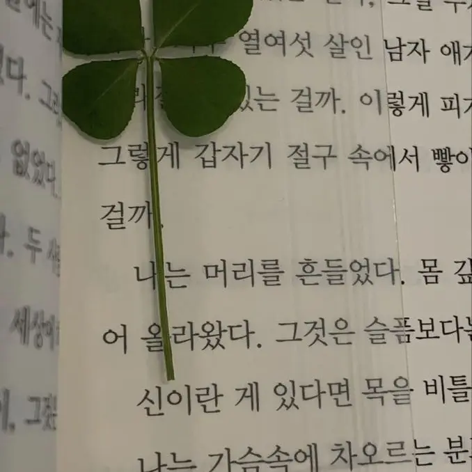 cola0422의 어..이게 그 네잎클로버래!