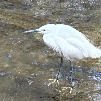 Profile image of 키키루