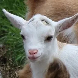 Profile image of 염소