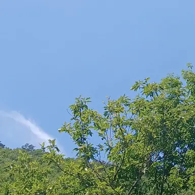 Profile image of 프리하리 초요