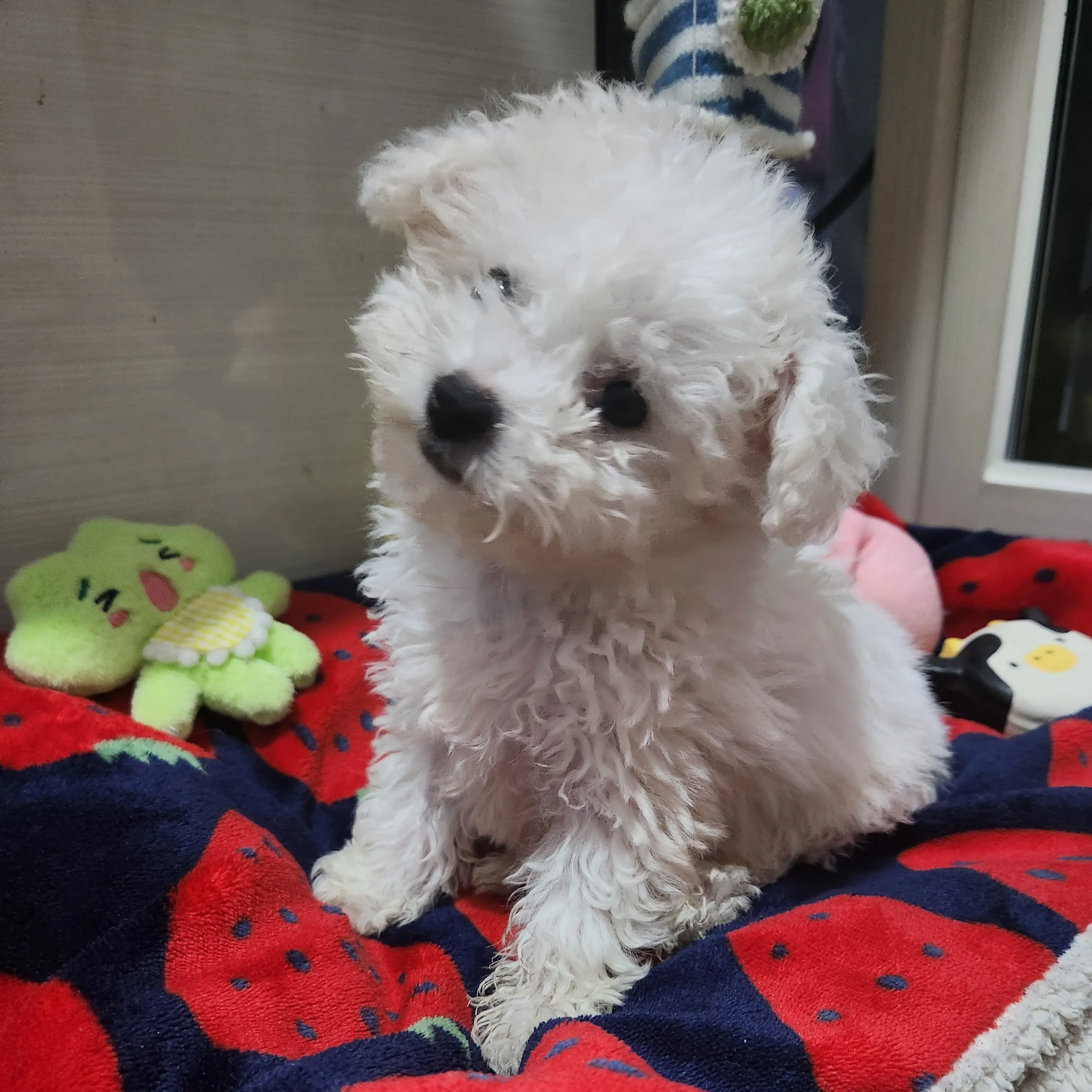 SmokySigh3928의 키우던 강아지가 말을 한다!?