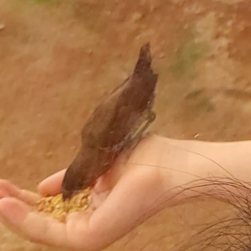 스프런키