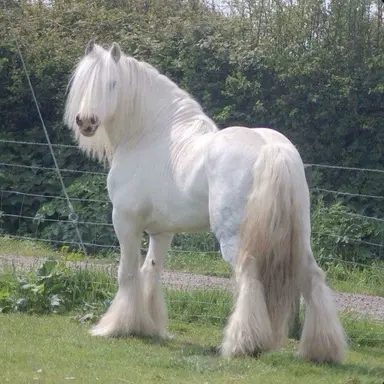 Profile image of Atlantis