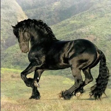 Profile image of Blitz