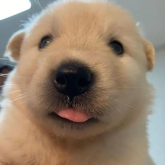 Kiiyo15의 푸딩이