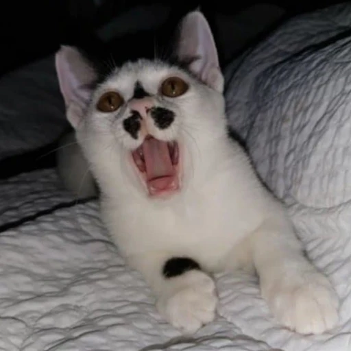 캣맘