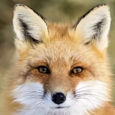 Profile image of 여우