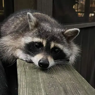 Profile image of チョ・ウォンサン