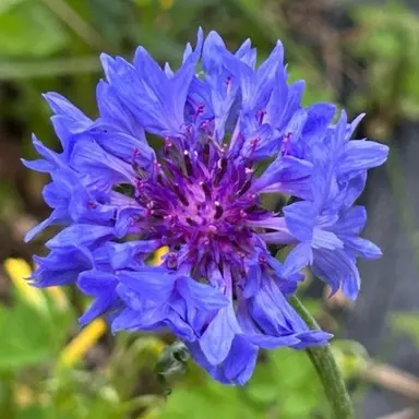 Profile image of 파이브