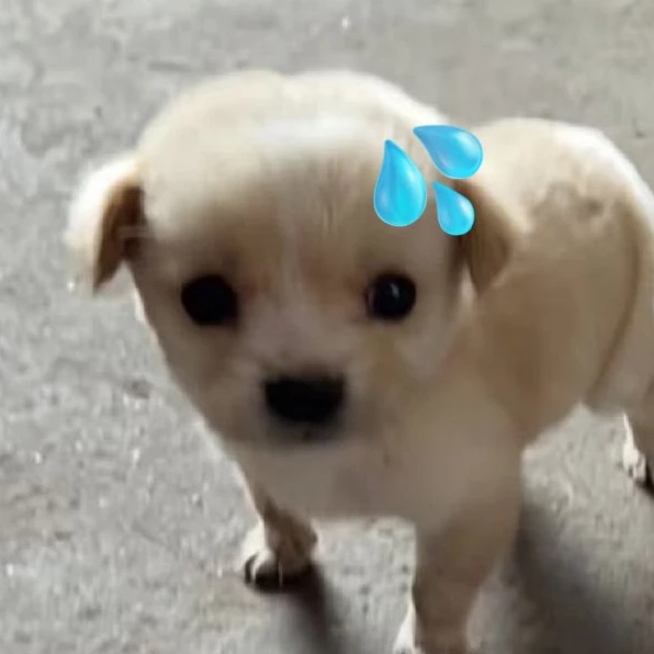 팬도