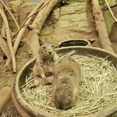 Profile image of 김쿼카