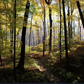 Profile image of Forest