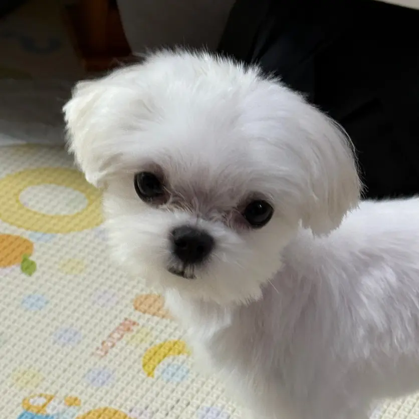 Human.AB의 설탕이