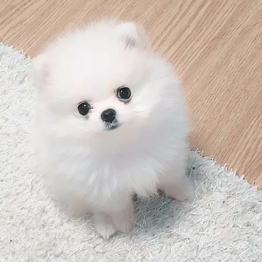 L.E.E.S.N.J.U의 강아지 보육교사 RPG