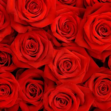 Profile image of 宮舘涼太