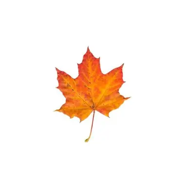 Profile image of 英寿