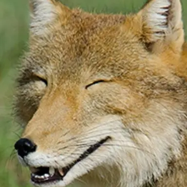 Profile image of 여우린