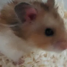 Profile image of 햄