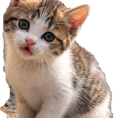 Profile image of 고양이