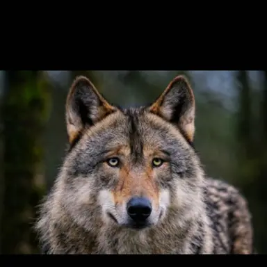 Profile image of 늑대