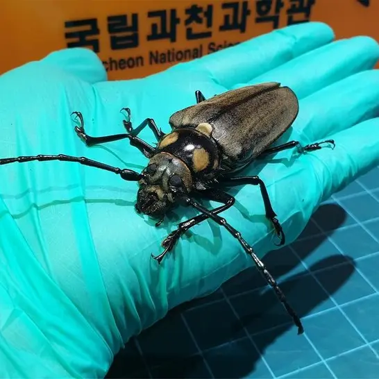 HoshiimikiSupercreek의 장수하늘소