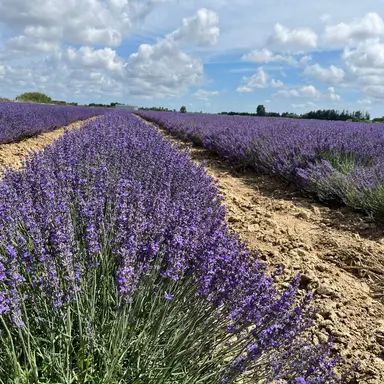 Profile image of 박성진