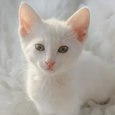 Profile image of Mochi