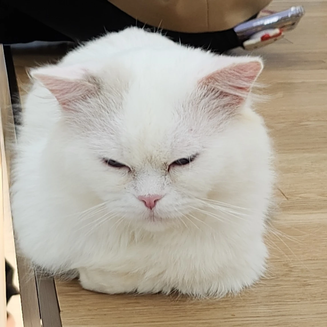 수아