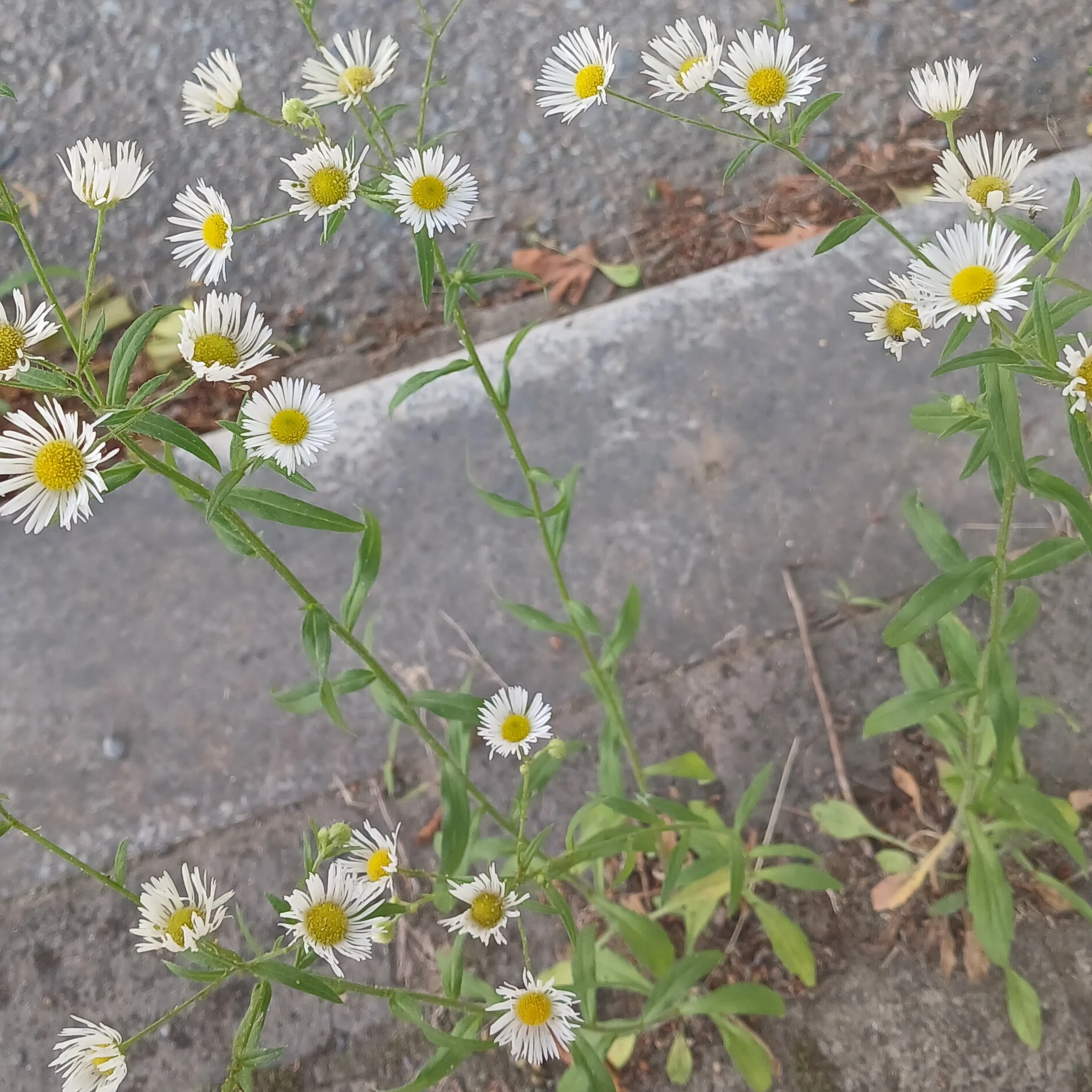 아이유