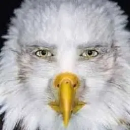 Profile image of Steve