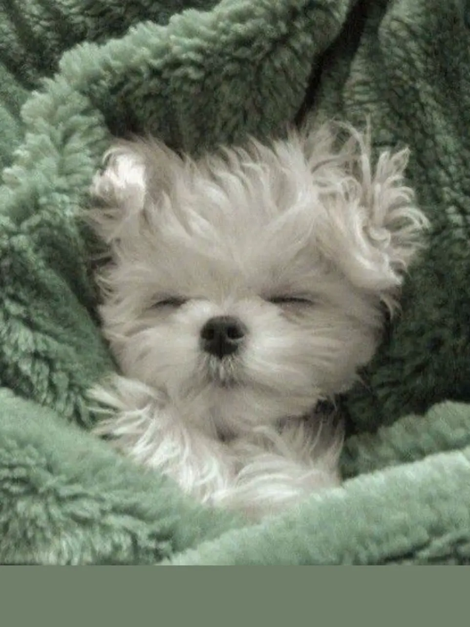 _174의 ポメカゲツをでろでろに甘やかそう