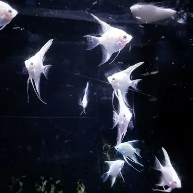 Profile image of 아리엔