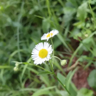 Profile image of 공룡