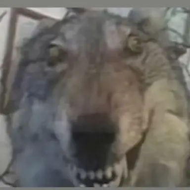 Profile image of 늑대