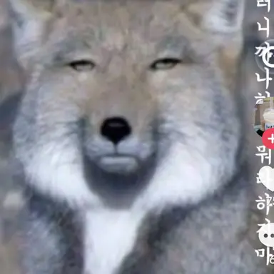 Profile image of 여우