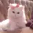 佐久間大介の猫体験！