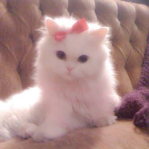 佐久間大介の猫体験！